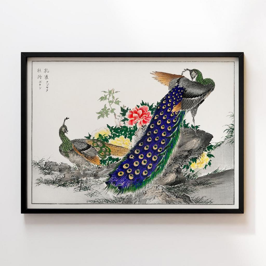 Постер Peacock and Peony illustration by Numata Kashu