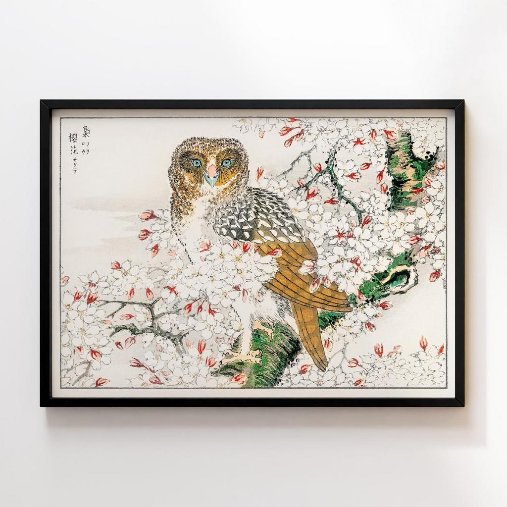 Постер Short-eared Owl and Cherry Flower illustration by Numata Kashu