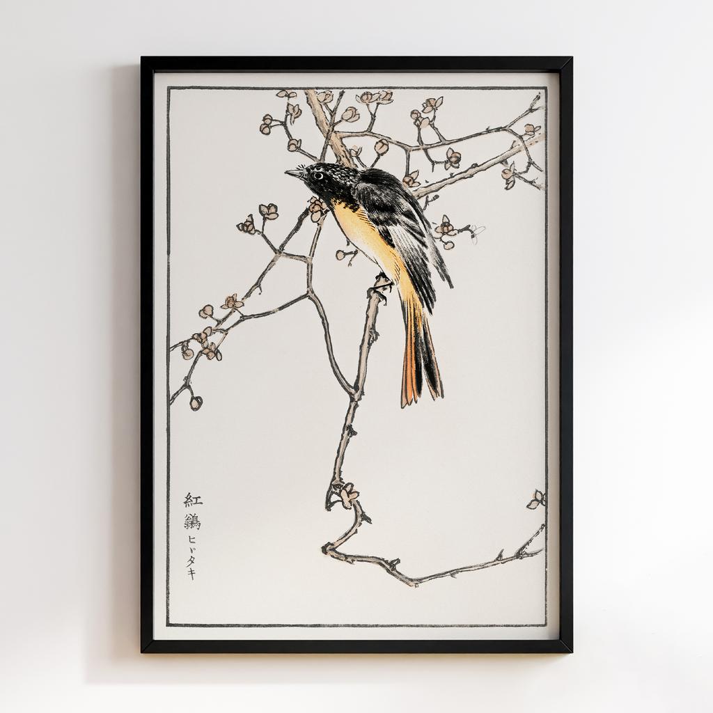 Постер Siberian Blue-tail illustration by Numata Kashu