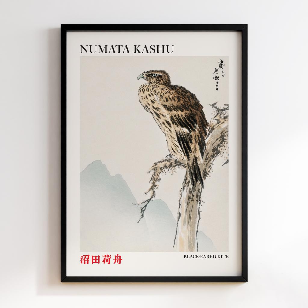 Постер Black-eared Kite illustration by Numata Kashu