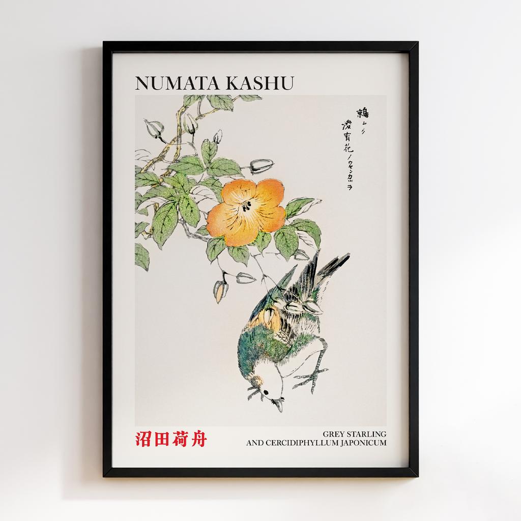 Постер Grey Starling and Cercidiphyllum Japonicum illustration by Numata Kashu
