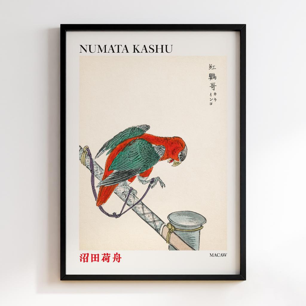 Постер Macaw illustration by Numata Kashu