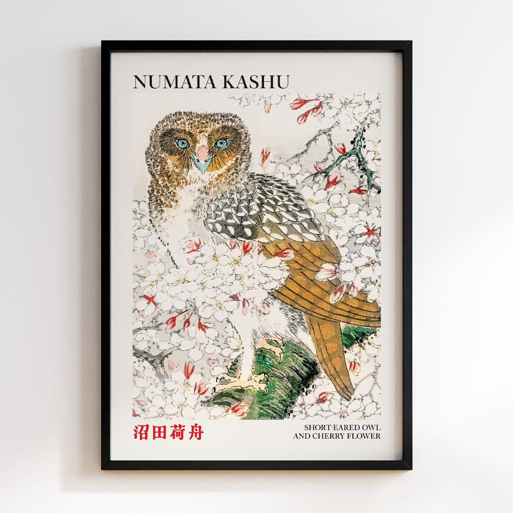 Постер Short-eared Owl and Cherry Flower illustration by Numata Kashu