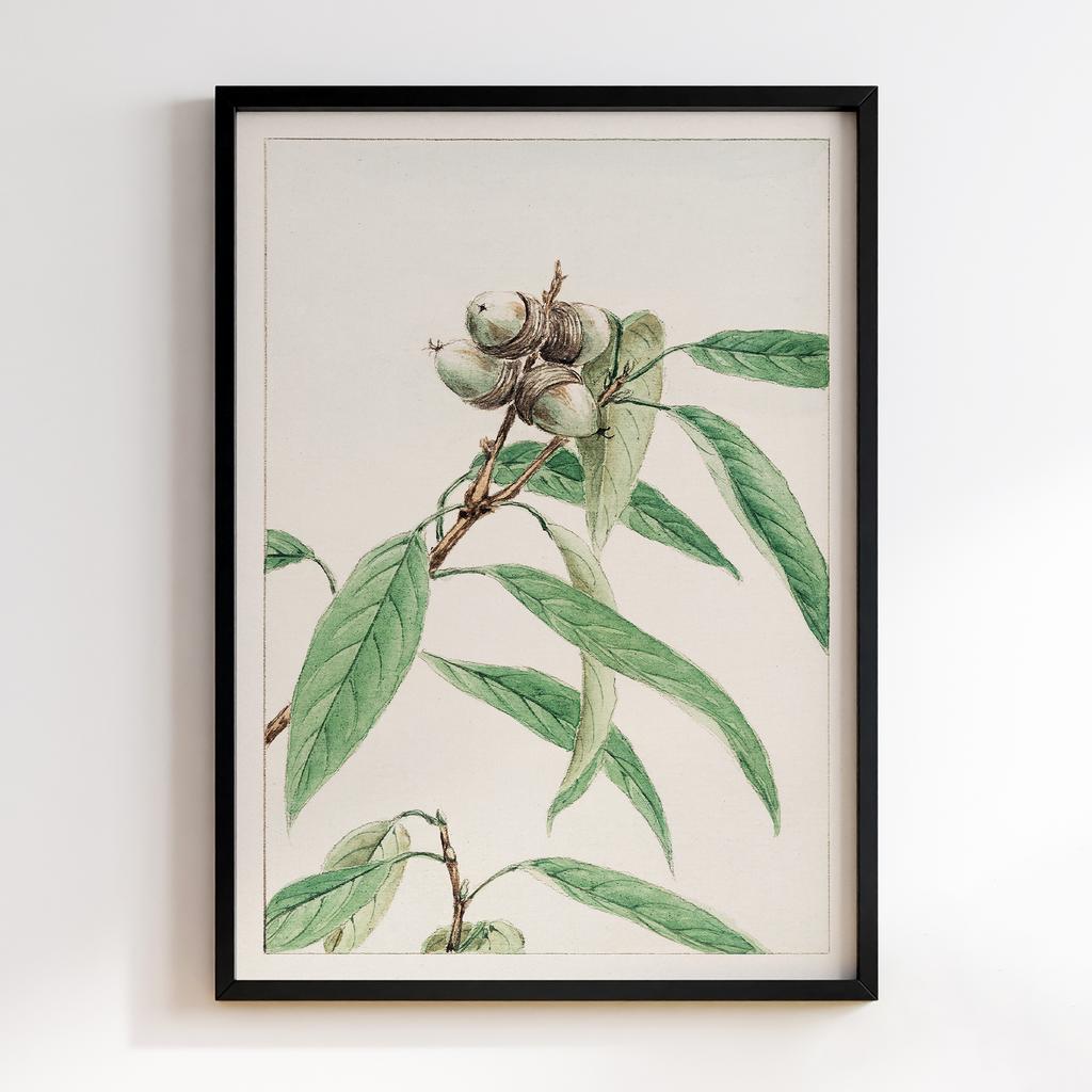 Постер Kashi during 1870–1880 by Megata Morikaga #01