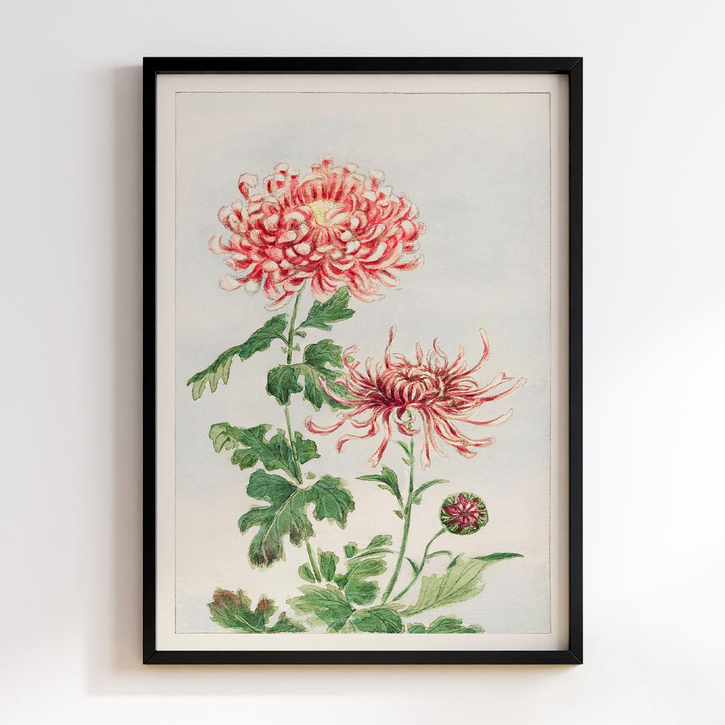 Постер Kiku (chrysanthemum) during 1870–1880 by Megata Morikaga #01
