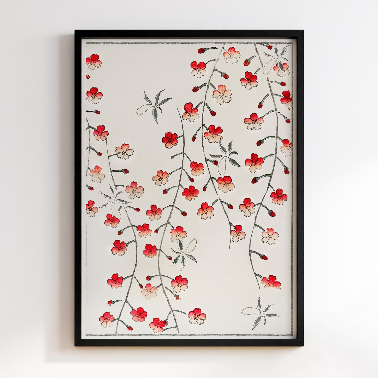 Cherry Blossom illustration of Shin Bijutsukai by Watanabe Seitei