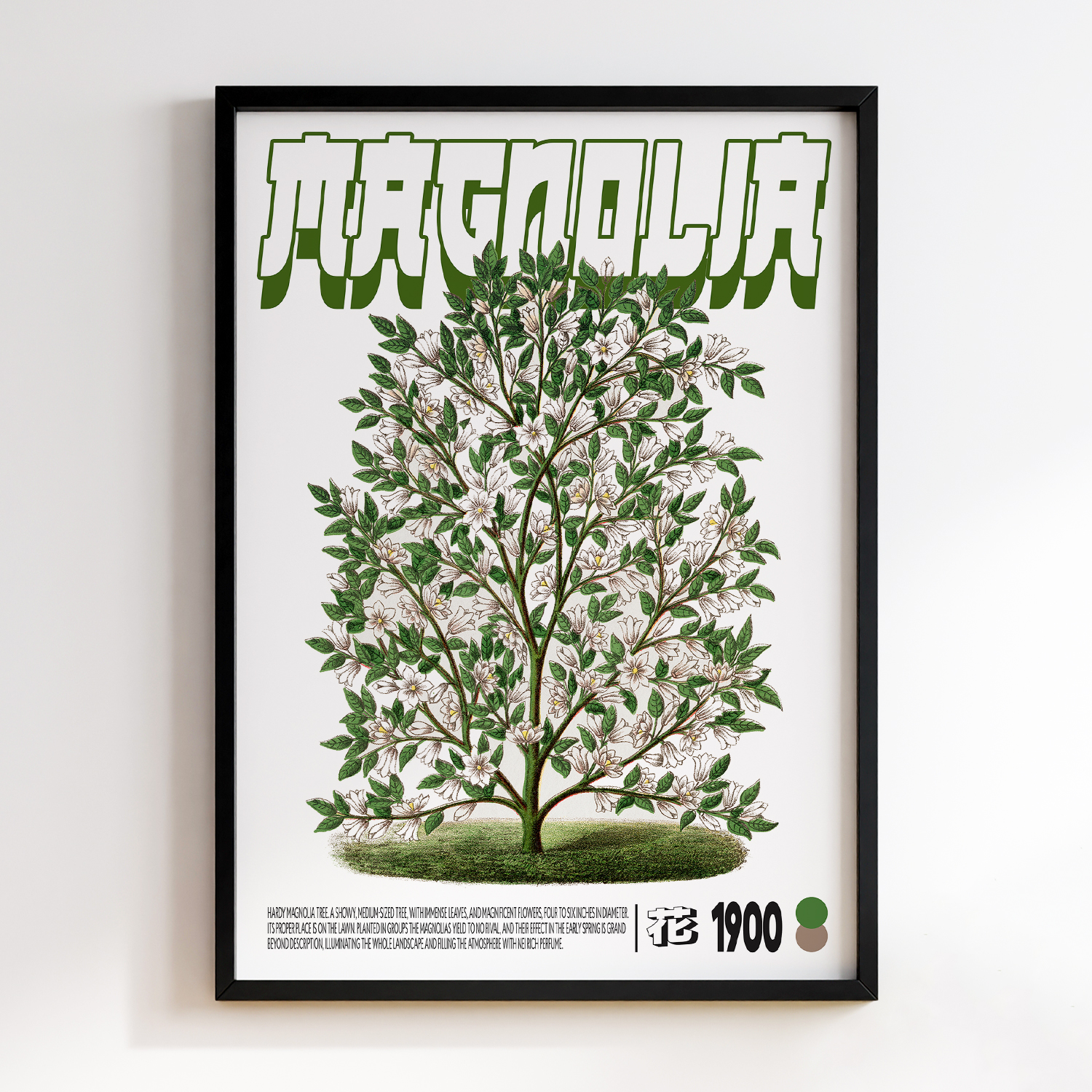 Magnolia