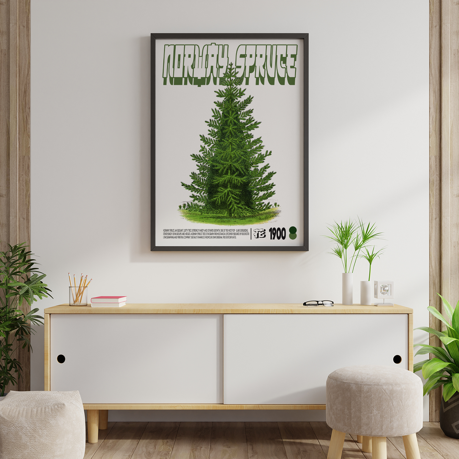 Norway Spruce
