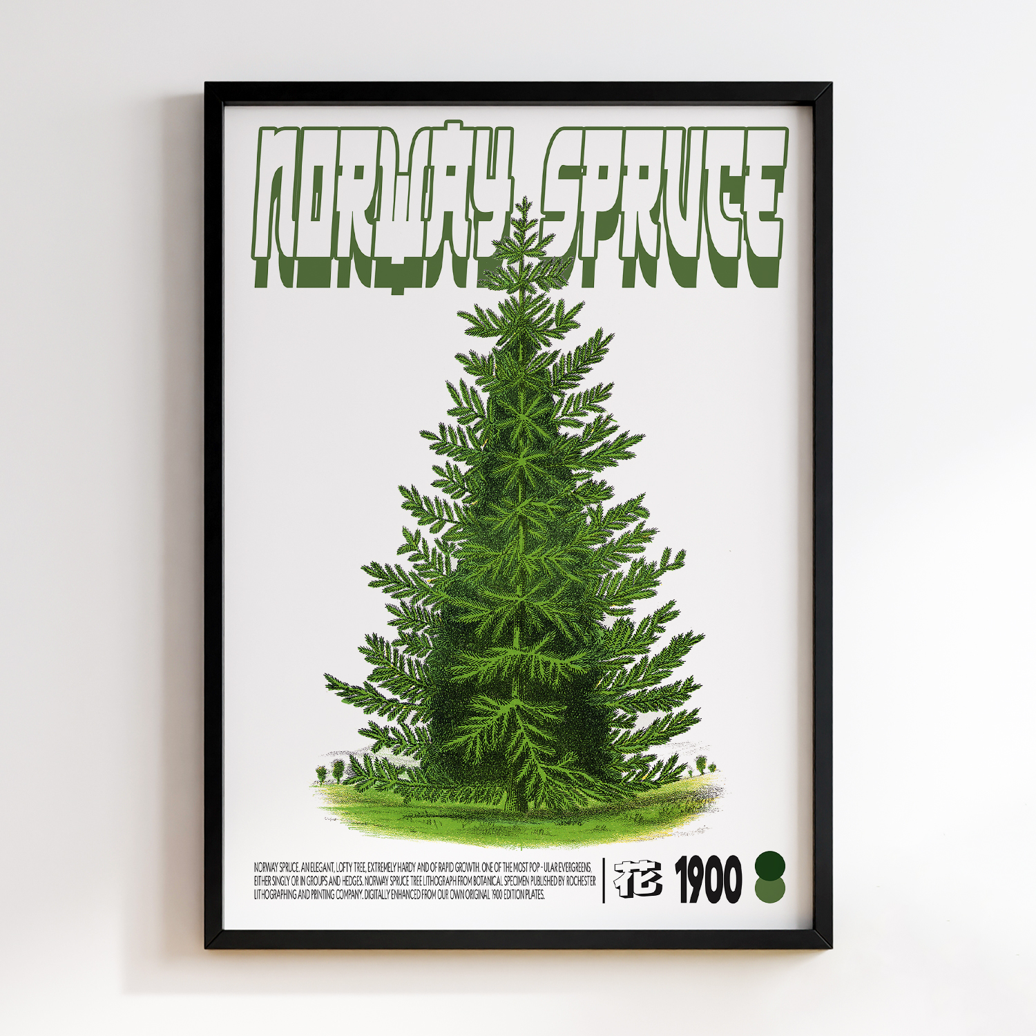 Norway Spruce