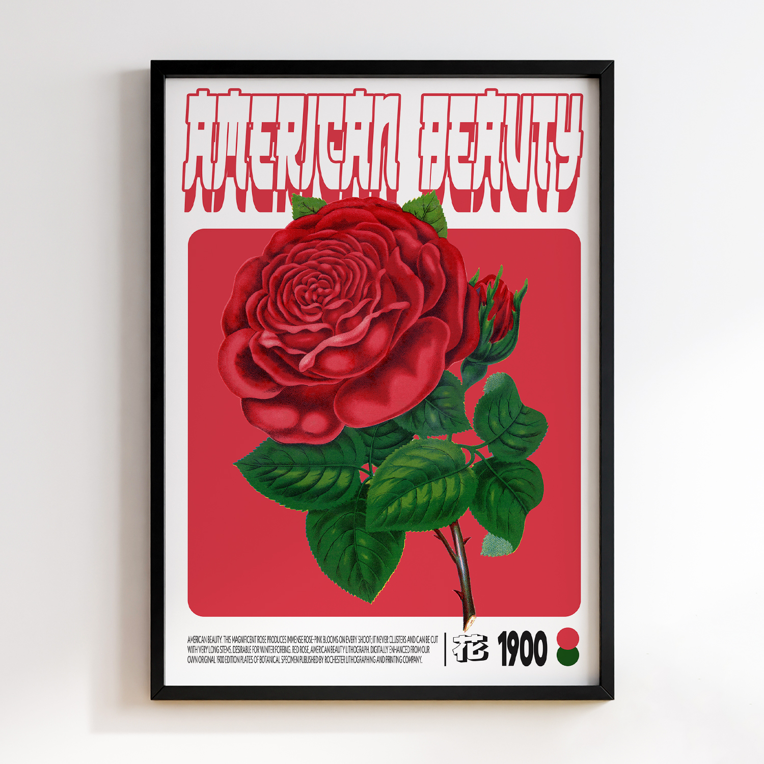 Red rose, American Beauty