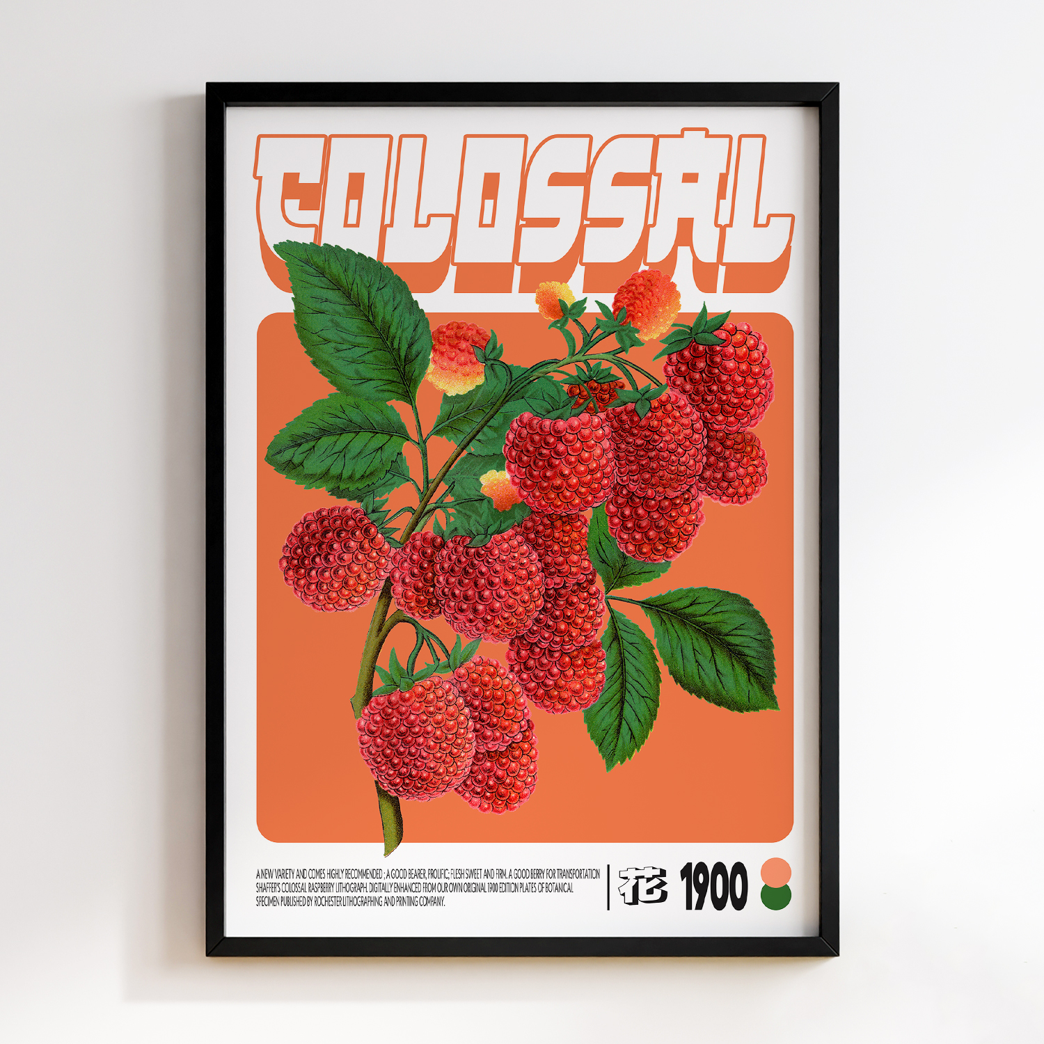 Shaffer's Colossal Raspberry