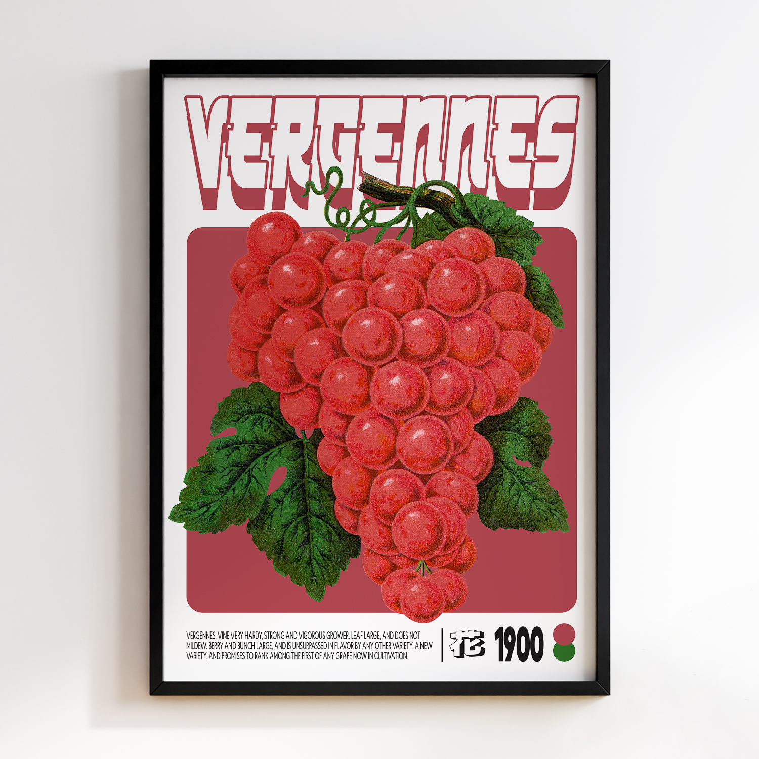 Vergennes Grape