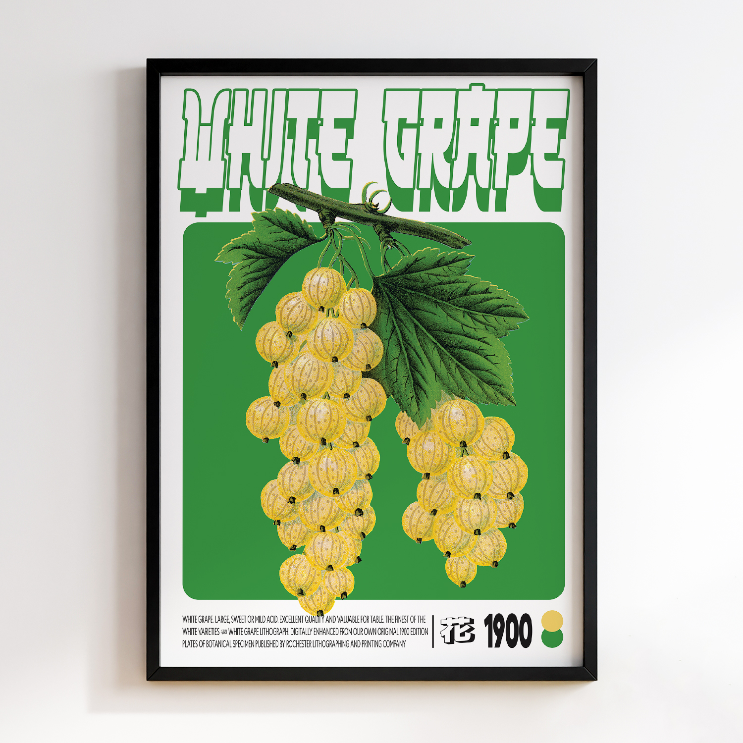 White Grape