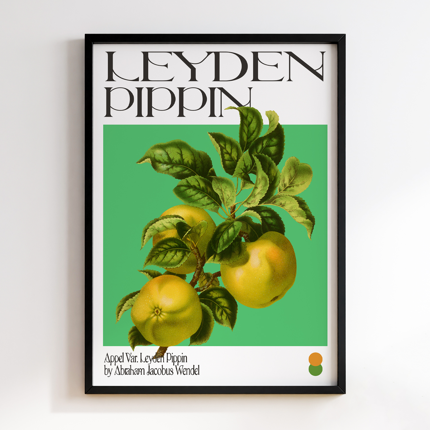 Botanical Appel Var. Leyden Pippin