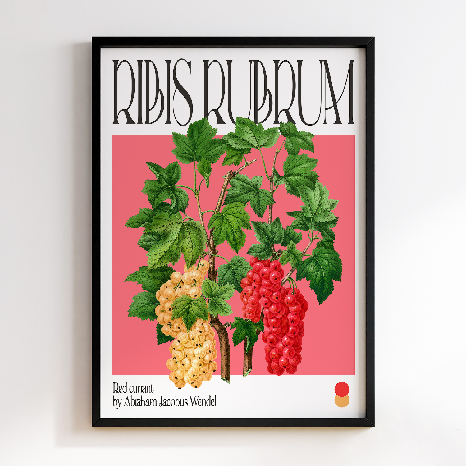 Botanical Red currant