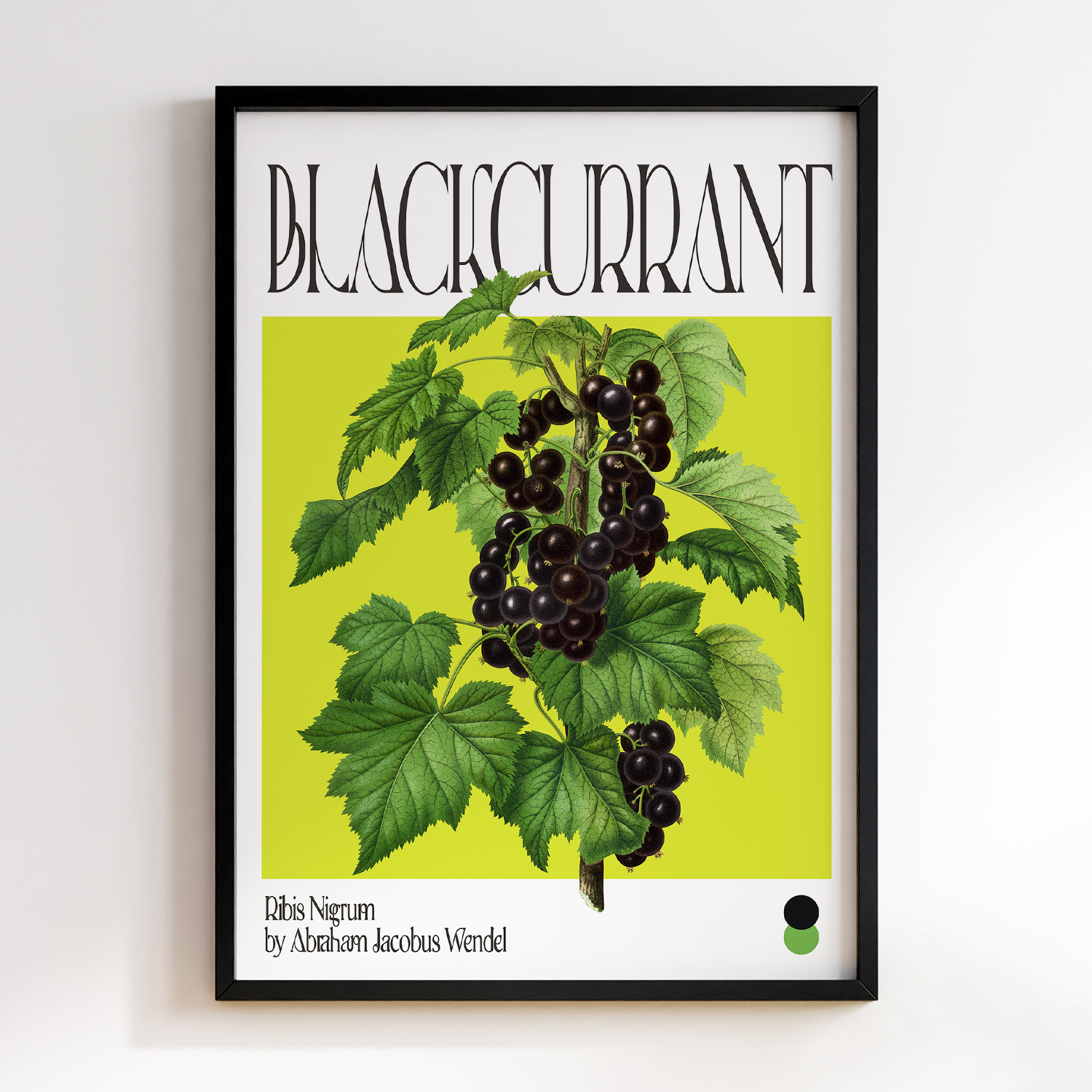 Botanical Blackcurrant (Ribis Nigrum)