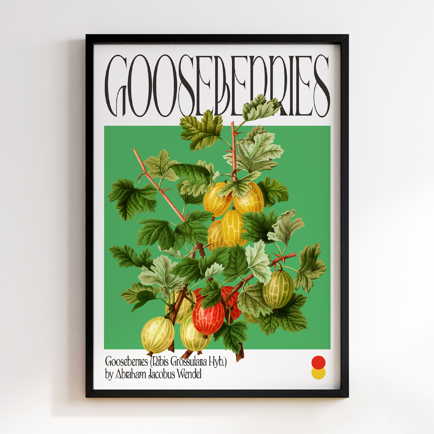 Botanical Gooseberries (Ribis Grossularia Hyb.)