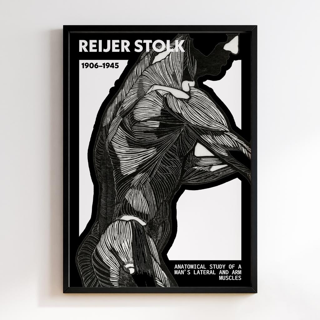 Anatomical study of a man's lateral and arm muscles by Reijer Stolk