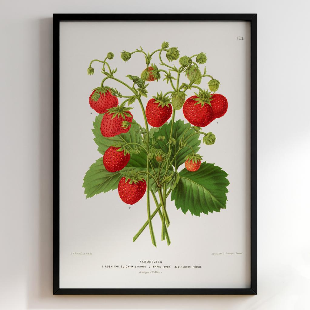 Ботанічний постер «Полуниця» – Abraham Jacobus Wendel (№27451)