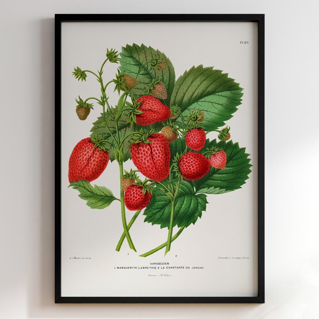 Ботанічний постер «Полуниця Marguerite & La Constante» – Abraham Jacobus Wendel (№27452)