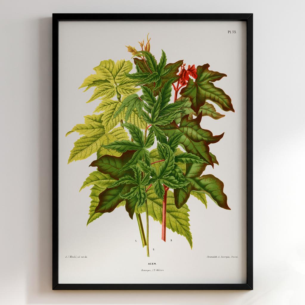Ботанічний постер «Acer – Листя клена» – Abraham Jacobus Wendel (№27454)