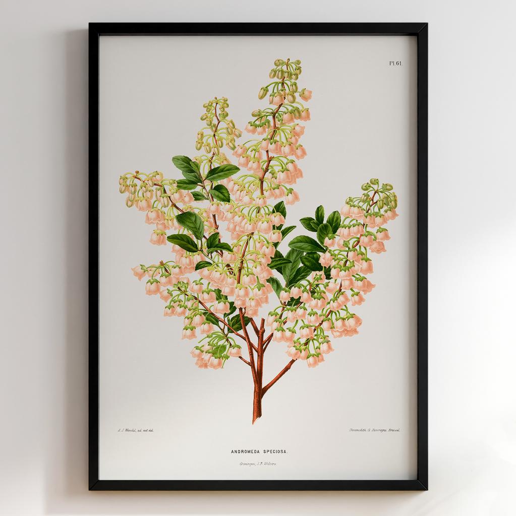 Ботанічний постер «Andromeda Speciosa – Рожева андромеда» – Abraham Jacobus Wendel (№27455)