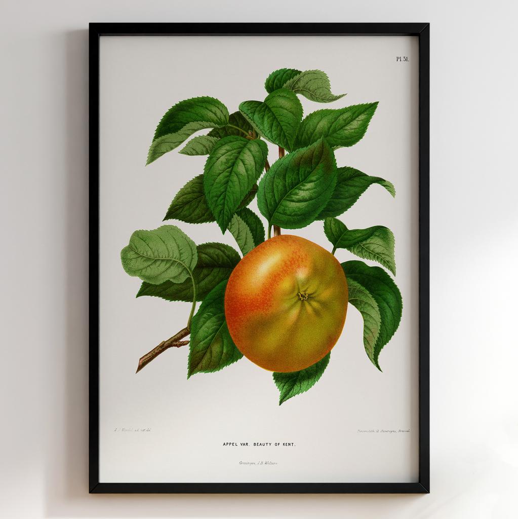 Ботанічний постер «Appel Var. Cornish Gilliflower – Яблуко Корніш Джиліфлауер» – Abraham Jacobus Wendel (№27457)