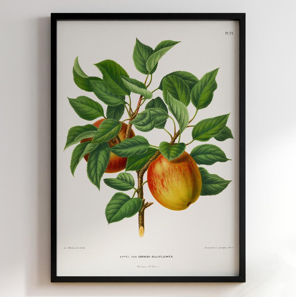 Ботанічний постер Abraham Jacobus Wendel Арт: 27458