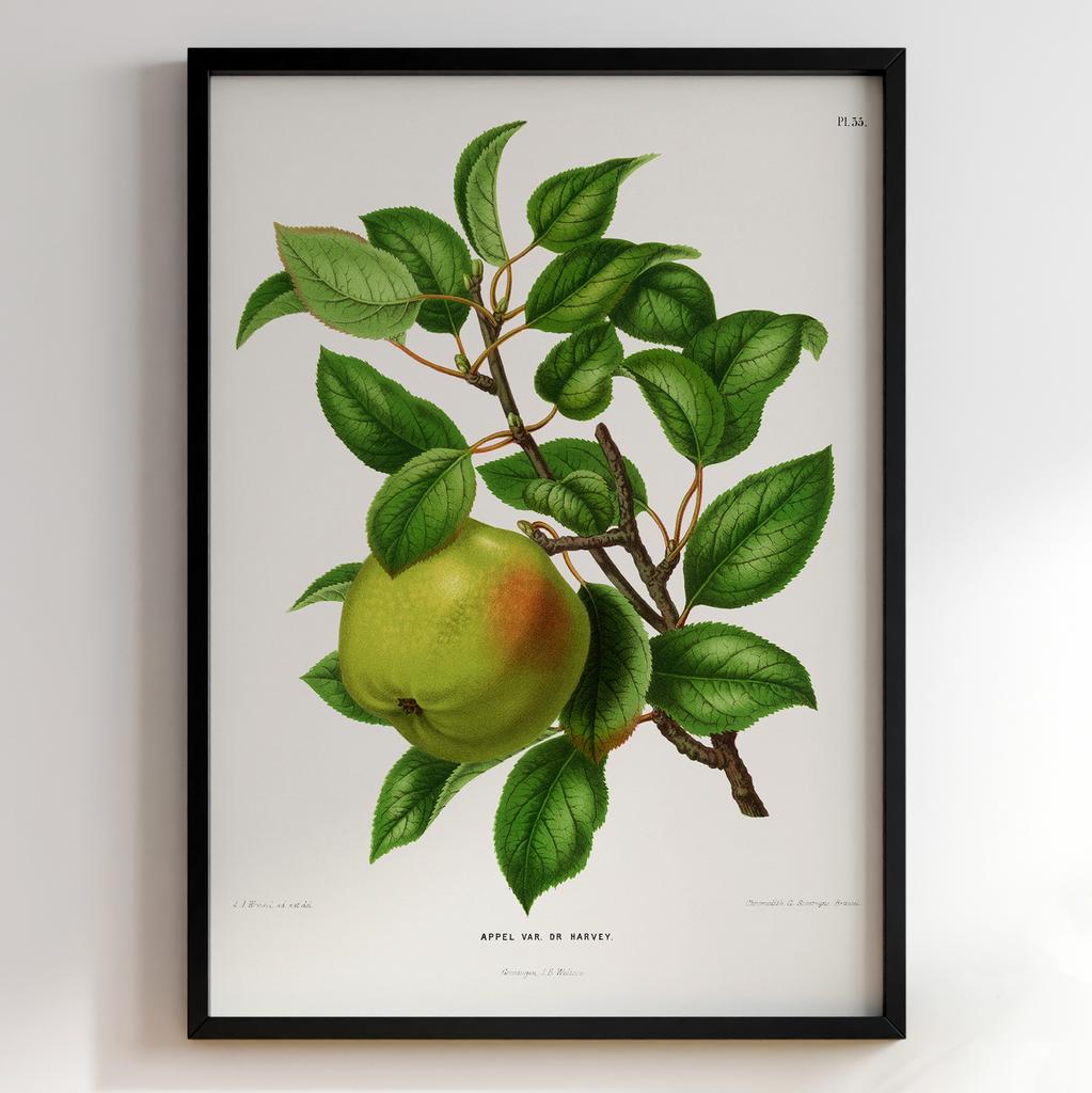 Ботанічний постер Abraham Jacobus Wendel Арт: 27459