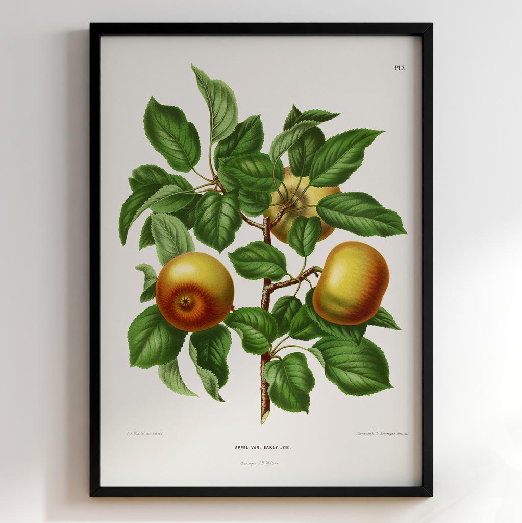 Ботанічний постер Abraham Jacobus Wendel Арт: 27459