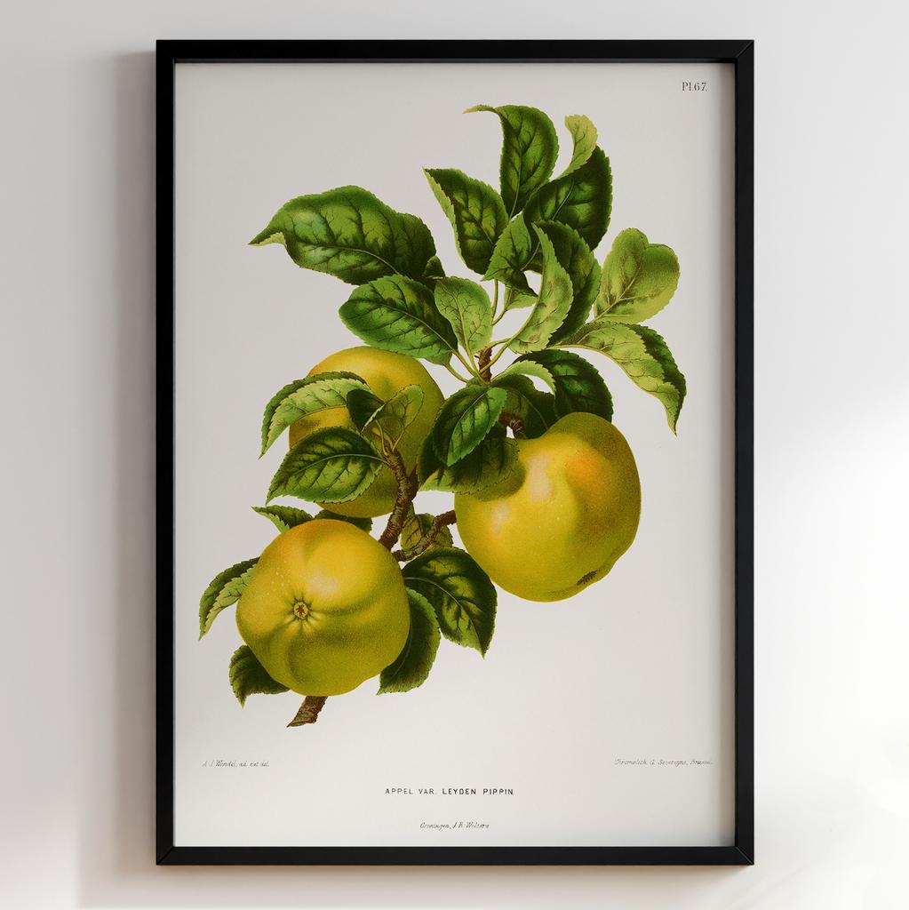 Ботанічний постер Abraham Jacobus Wendel Арт: 27460