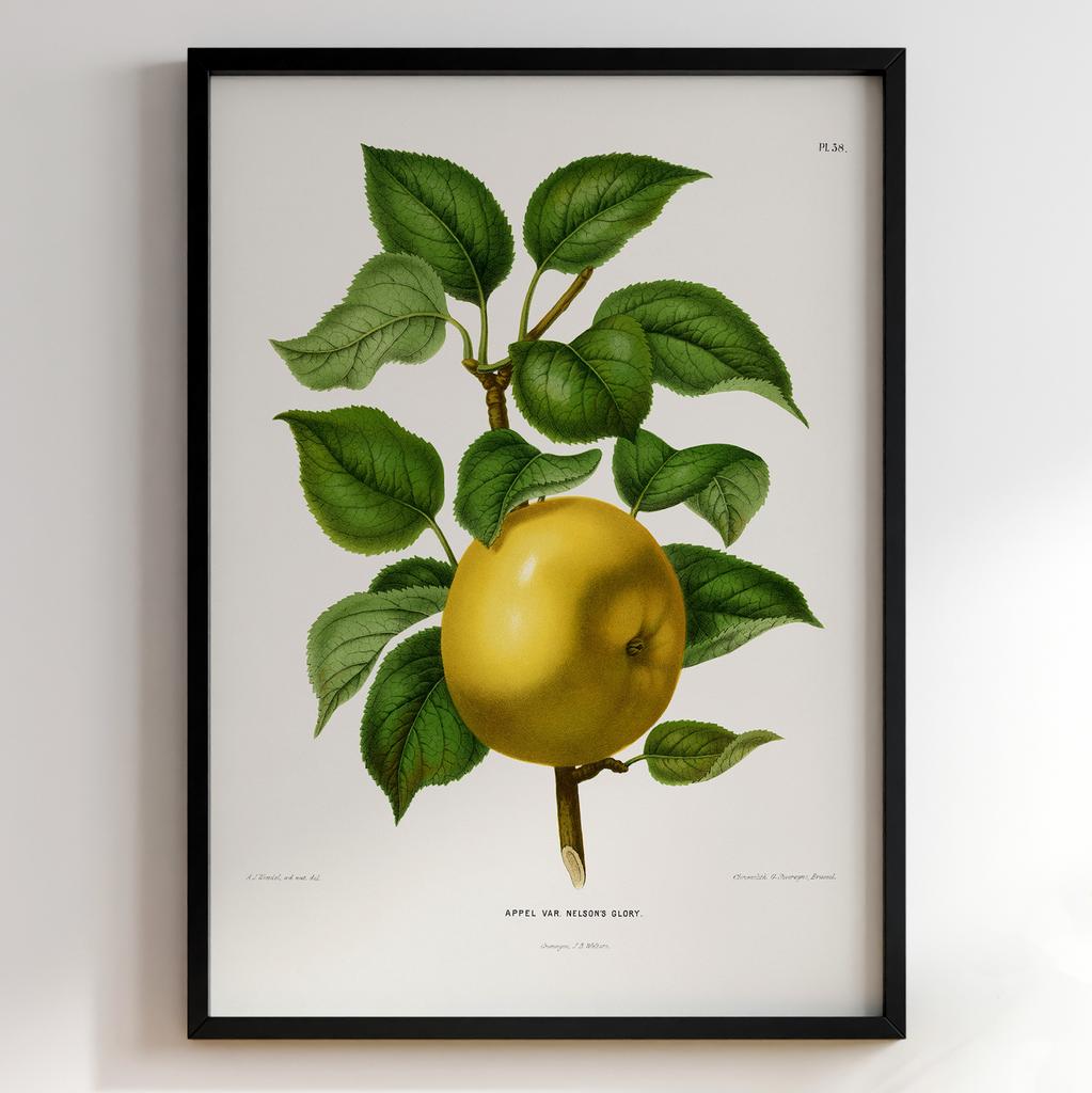 Ботанічний постер Abraham Jacobus Wendel Арт: 27461