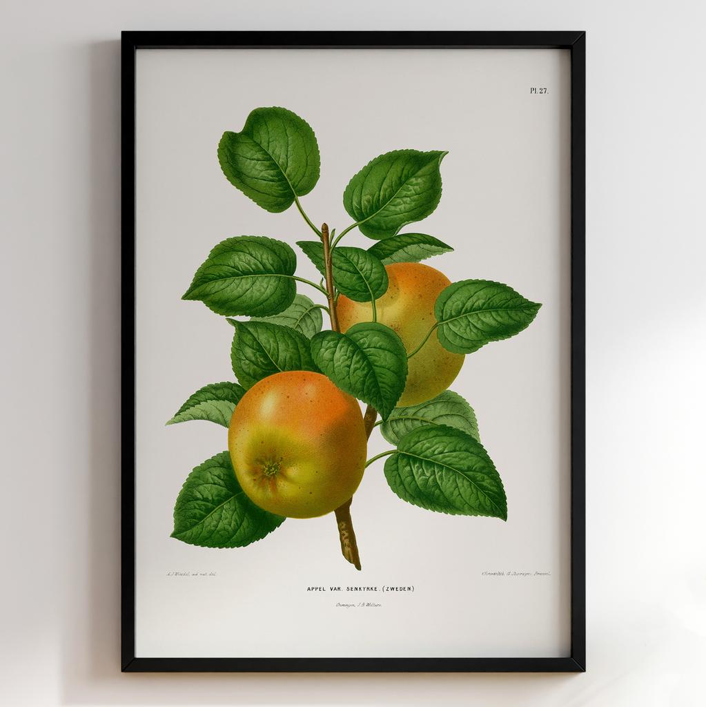 Ботанічний постер Abraham Jacobus Wendel Арт: 27462