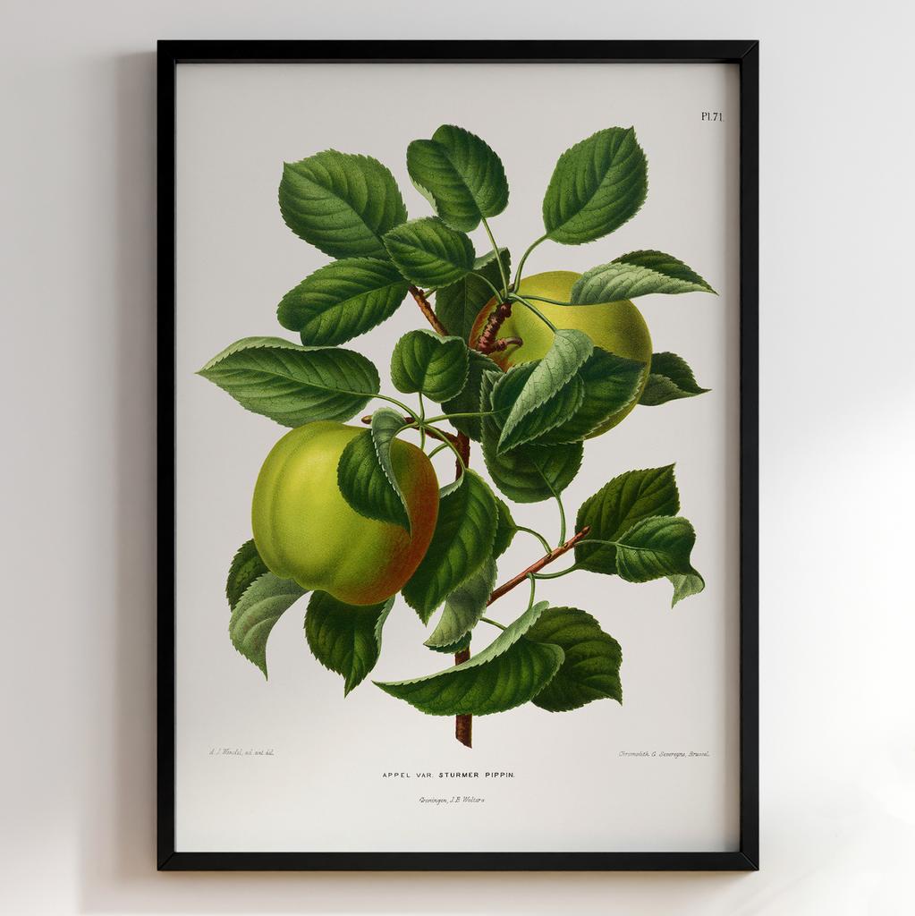 Ботанічний постер Abraham Jacobus Wendel Арт: 27463