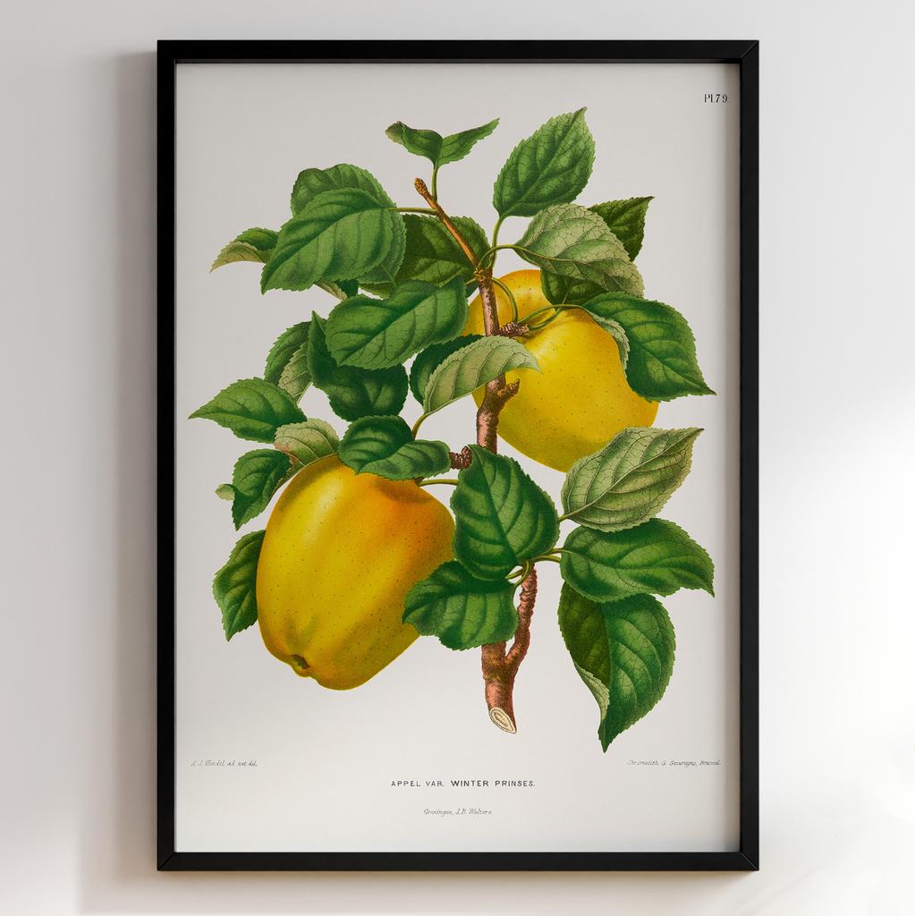 Ботанічний постер Abraham Jacobus Wendel Арт: 27464