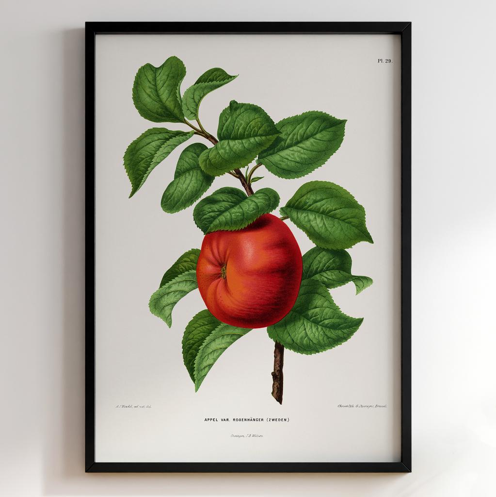 Ботанічний постер Abraham Jacobus Wendel Арт: 27465