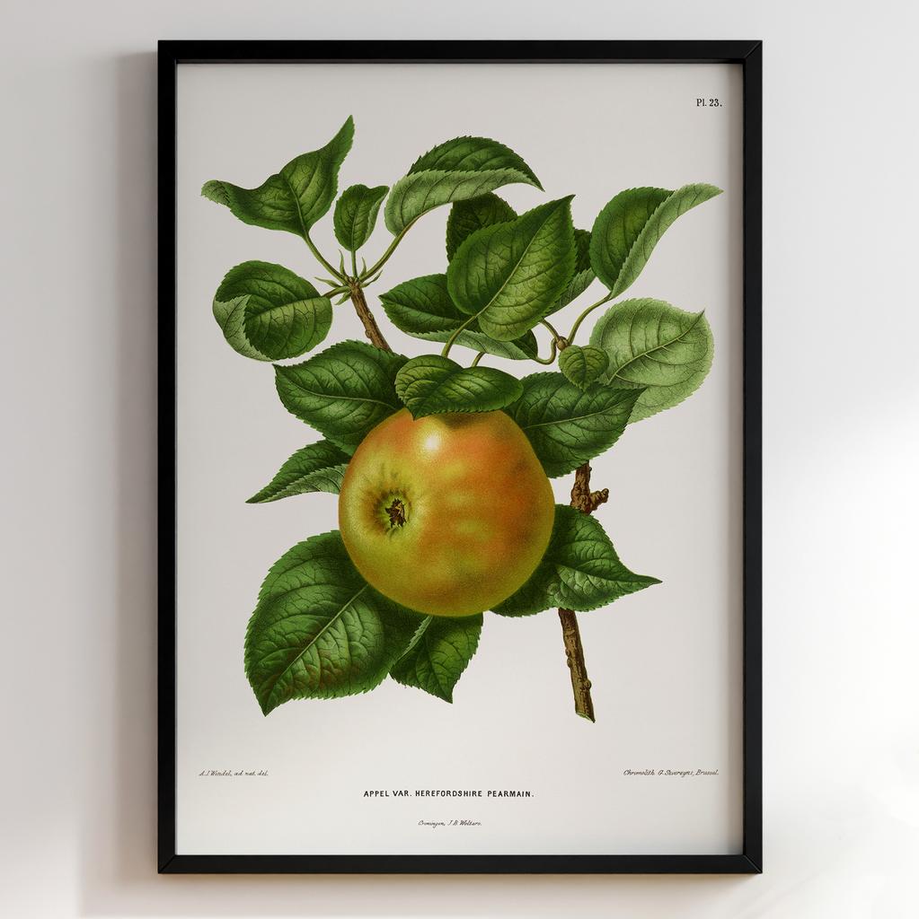 Ботанічний постер Abraham Jacobus Wendel Арт: 27466