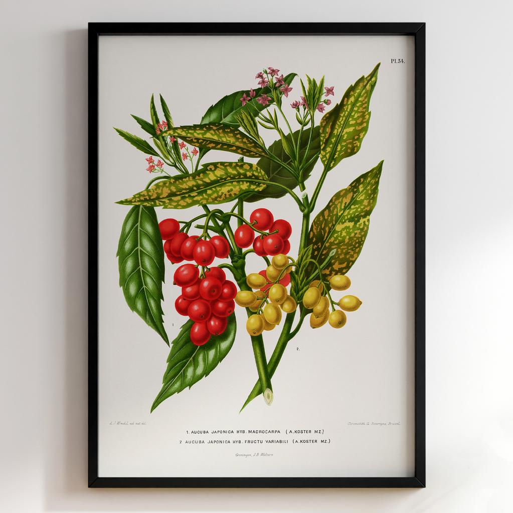 Ботанічний постер Abraham Jacobus Wendel Арт: 27467