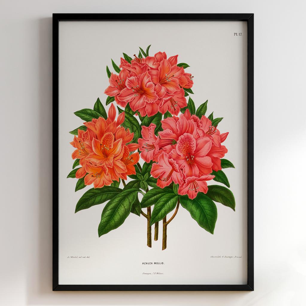 Ботанічний постер Abraham Jacobus Wendel Арт: 27469