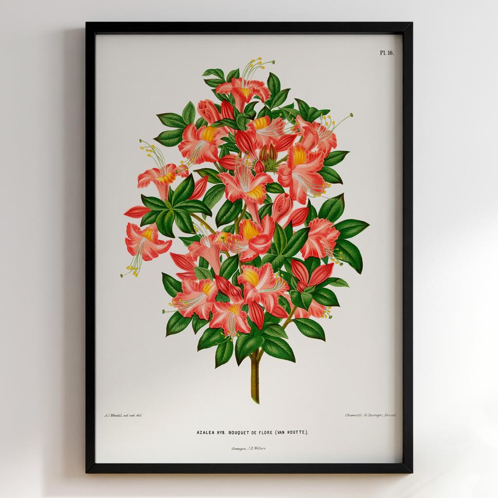 Ботанічний постер Abraham Jacobus Wendel Арт: 27468