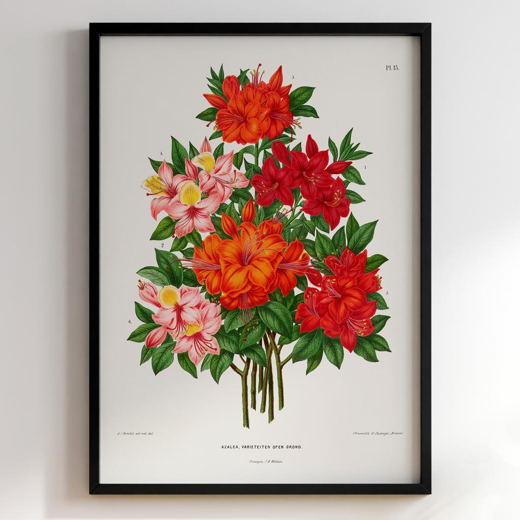 Ботанічний постер Abraham Jacobus Wendel Арт: 27470