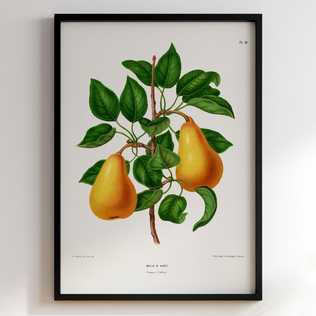 Ботанічний постер Abraham Jacobus Wendel Арт: 27471