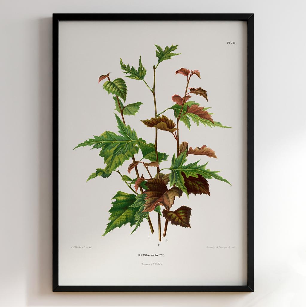 Ботанічний постер Abraham Jacobus Wendel Арт: 27472