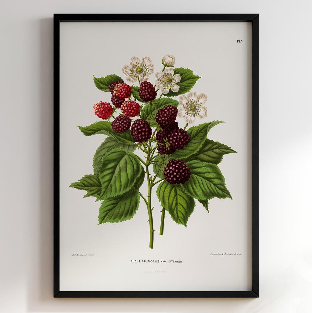 Ботанічний постер Abraham Jacobus Wendel Арт: 27473