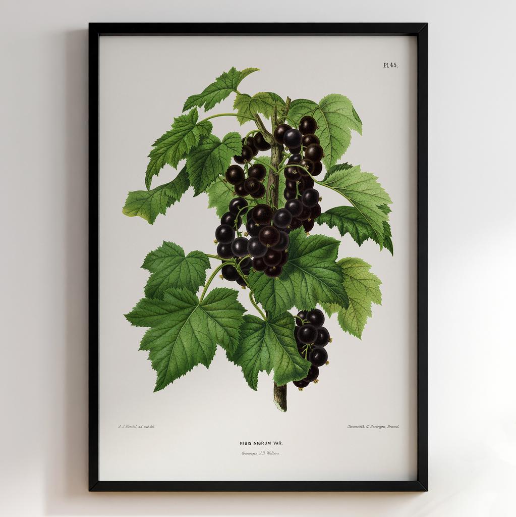 Ботанічний постер Abraham Jacobus Wendel Арт: 27474