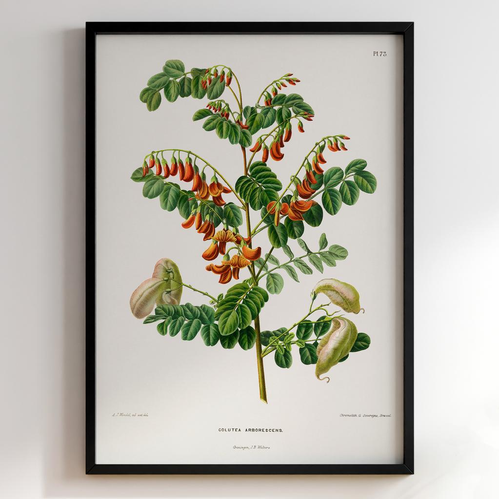 Ботанічний постер Abraham Jacobus Wendel Арт: 27475