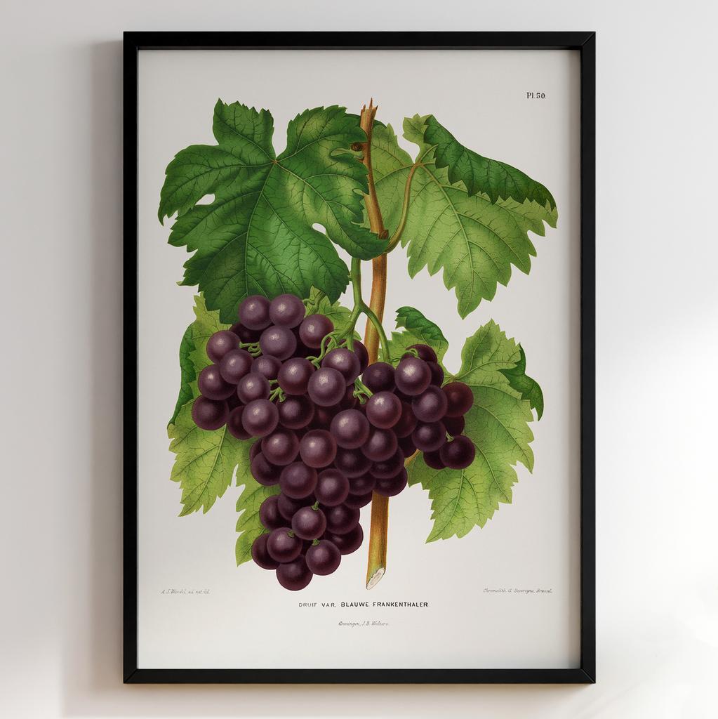 Ботанічний постер Abraham Jacobus Wendel Арт: 27476