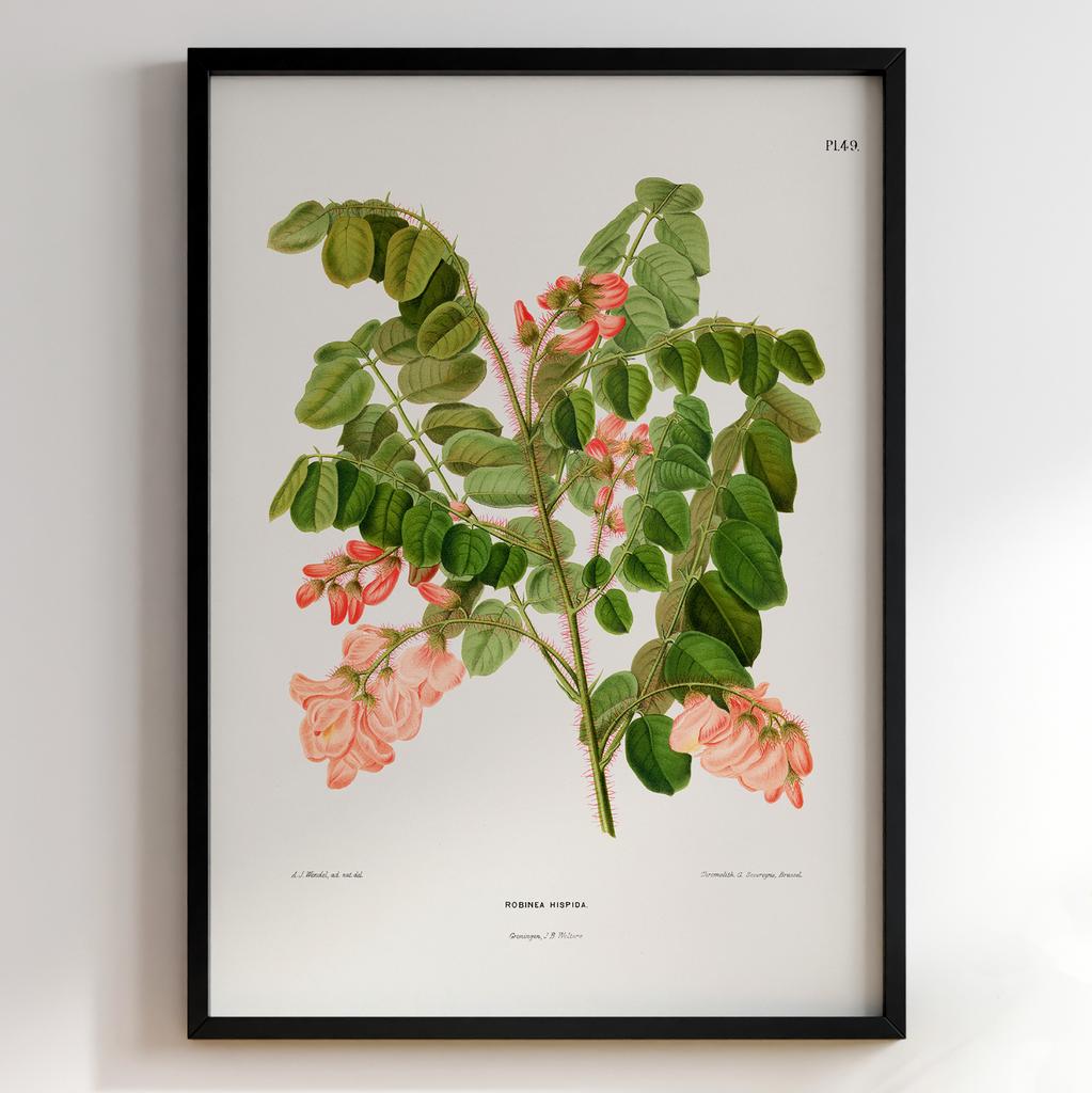 Ботанічний постер Abraham Jacobus Wendel Арт: 27477