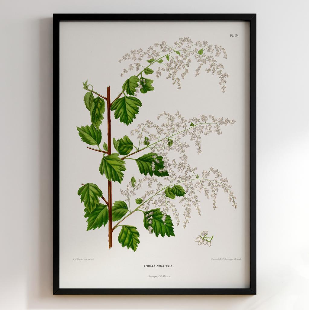 Ботанічний постер Abraham Jacobus Wendel Арт: 27478