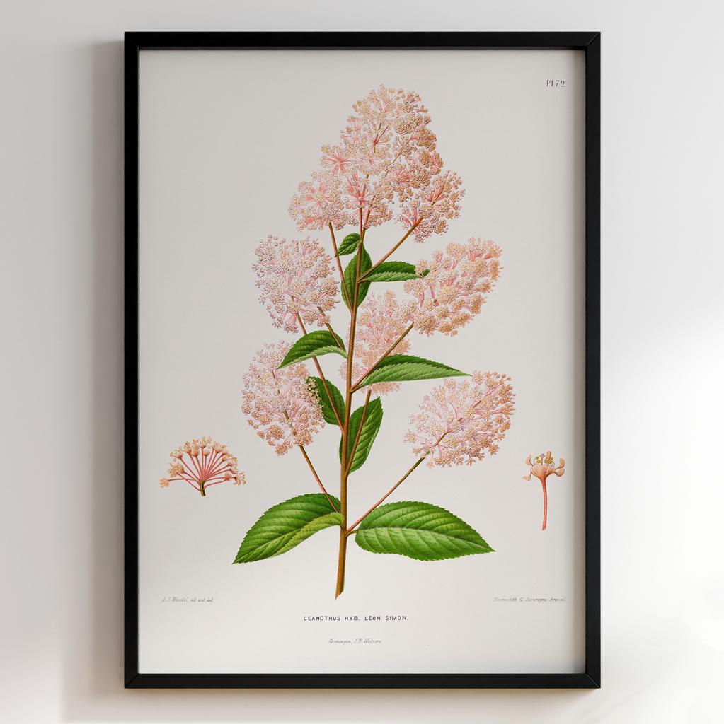 Ботанічний постер Abraham Jacobus Wendel Арт: 27479